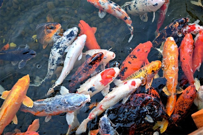 Authorities urged to revive ornamental fish industry
