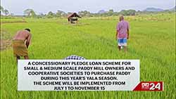 Millers offered loans at 7% interest rate to purchase paddy in Yala season (English)