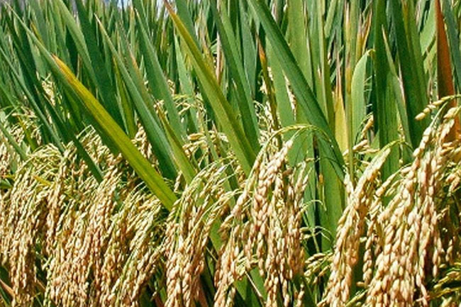 Paddy Marketing Board to commence paddy purchasing, fixed prices announced 