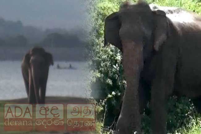 Injured elephant spotted near Kandalama in critical condition