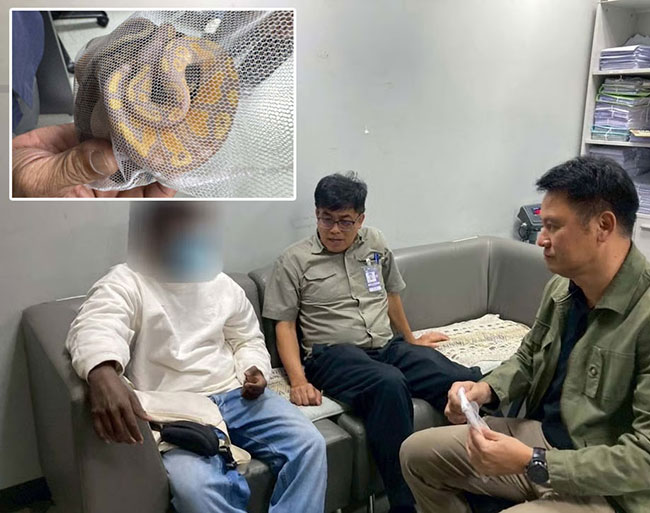 Sri Lankan man arrested at Thai airport after 3 snakes found in his underwear