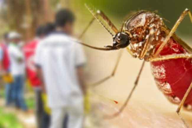 Over 100 schools identified with potential mosquito breeding sites
