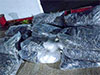Navy nabs two in Kalladi seas for smuggling dried sea cucumbers