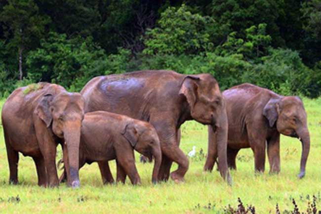 Govt to establish wildlife hospital and mobile unit for elephant care