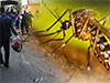 Over 3,800 red notices issued during Mosquito Control Week