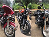 21 illegally imported motorcycles, 4 cannabis plants seized at Hambantota Bird Park