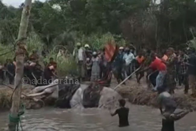 Injured tusker Bhathiya continues to receive treatment from team of experts