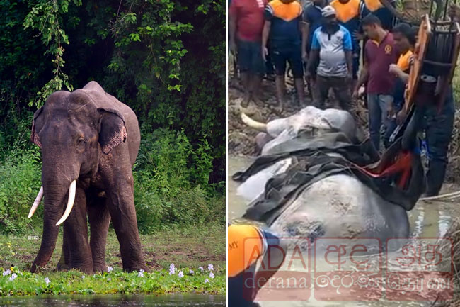 Injured tusker ‘Bhathiya’ dies