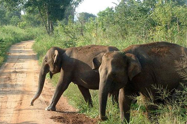Govt to strengthen laws against shooting of wild elephants 