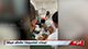 සර්ප දෂ්ටනයකට ලක්වූ දරුවෙකු නිසි ප්‍රතිකාර නොමැතිව මරුට...