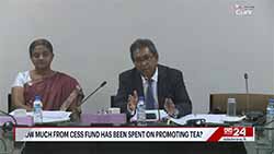 Massive replanting project needed  to meet 400 million kg tea target - Tea Board (English)