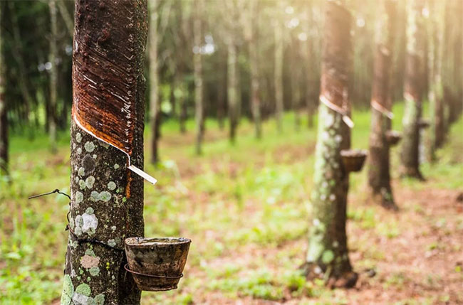 Sri Lankas rubber exporters seek tariff relief to compete in US market