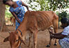 Govt plans to triple daily fresh milk procurement by 2029: Dy Minister 