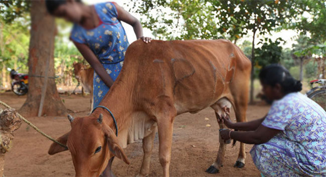 Govt plans to triple daily fresh milk procurement by 2029: Dy Minister 