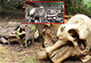 CID assistance sought to probe deaths of four elephants
