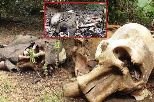 CID assistance sought to probe deaths of four elephants