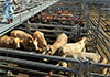 Australia to lift import ban on US beef after Trump tariffs tiff