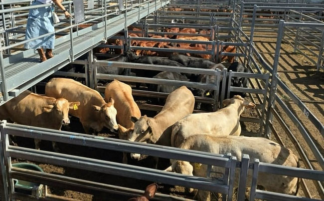 Australia to lift import ban on US beef after Trump tariffs tiff
