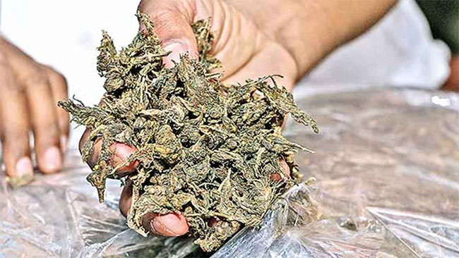 Over 300 kg of ganja seized in India; Sri Lankans among five arrested