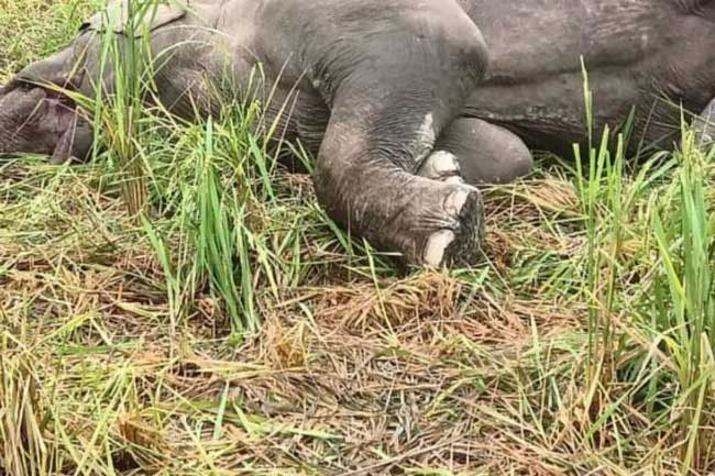 21 wild elephants shot recently; special probe initiated  Dy Minster