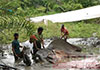 Another wild elephant found dead in Thanamalwila