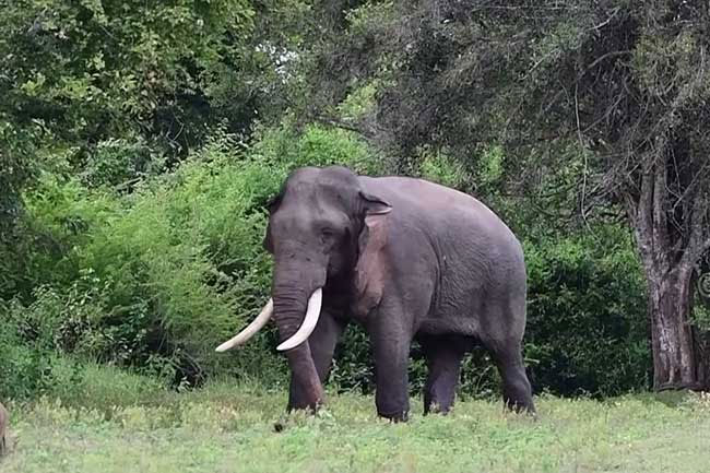 Sri Lankas largest living tusker Kavantissa facing serious threat to his life?