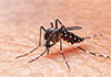 China reports 7,000 Chikungunya cases