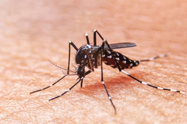 China reports 7,000 Chikungunya cases