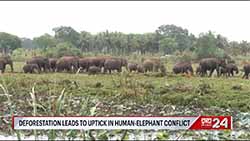 Deforestation leads to uptick in human-elephant conflict in Sri Lanka (English)
