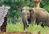 Human-Elephant Conflict: Officials mull relocating elephants that encroach on villages