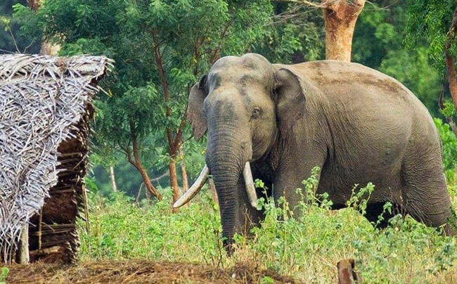 Human-Elephant Conflict: Officials mull relocating elephants that encroach on villages
