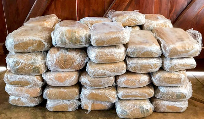 Kerala cannabis valued over Rs. 24 mln seized in Pesalai 