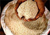 Govt may import substitute if Keeri Samba shortage persists  Minister