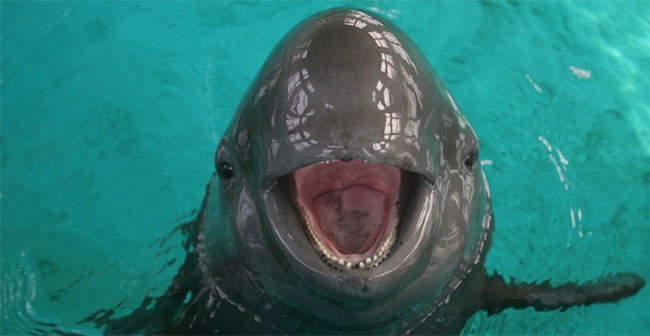 Chinese scientists battling to save finless porpoise from brink of extinction