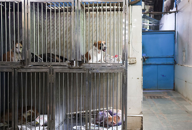 Indias top court revises stray dog policy after public outcry