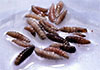 First human case of flesh-eating screwworm parasite confirmed in US