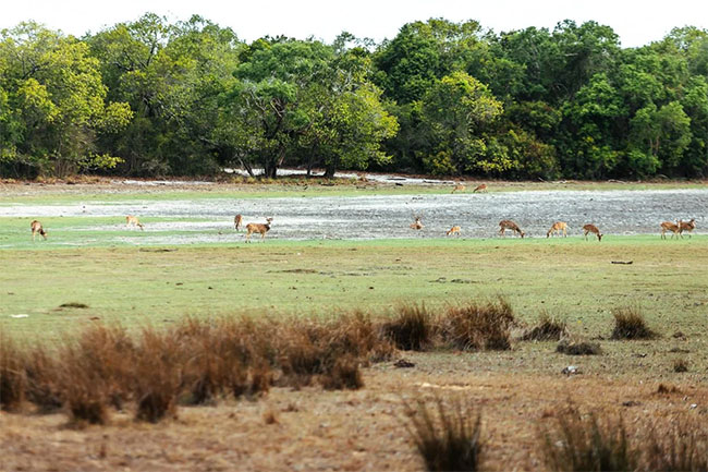 Several arrested for killing pregnant spotted deer in Wilpattu National Park