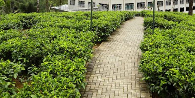30 hospitalised following gas leak at Pussellawa Delta Estate Water Purification Plant