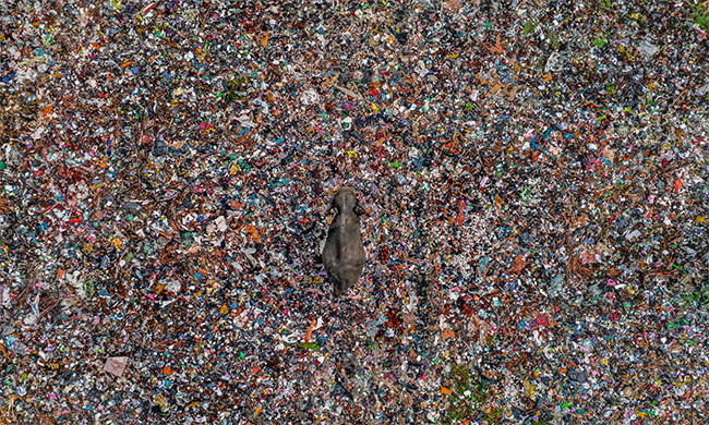 Sri Lankas Lakshitha Karunarathna awarded at the Prestigious Wildlife Photographer of the Year 2025 