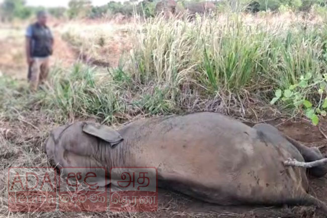 Wild elephant injured in train collision in Habarana