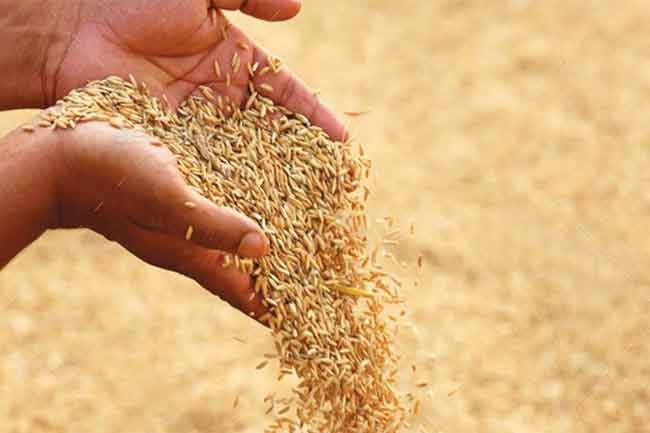 Over 40,000 MT of paddy purchased under govt program  PMB