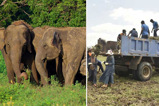 Lets Return Kala Wewa to the Elephants project conducted 