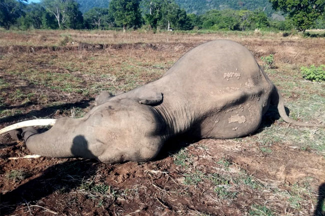 Tusker Mahasilu found dead in Okkampitiya