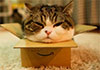 Maru, the record-breaking cat with a love of boxes, has died