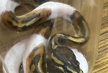 Exotic snakes seized at BIA