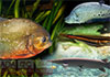 Four invasive ornamental fish species banned by Fisheries Ministry