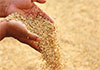 Govt. allocates Rs. 6 billion to purchase paddy during 2025 Yala season 