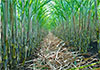 Cabinet approves compensation for sugarcane farmers affected by fires at Sevanagala plantations