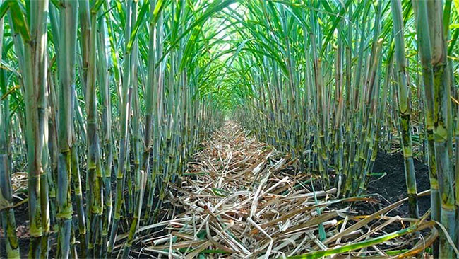 Cabinet approves compensation for sugarcane farmers affected by fires at Sevanagala plantations