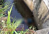 Body of a male found near canal in Ibbagamuwa 